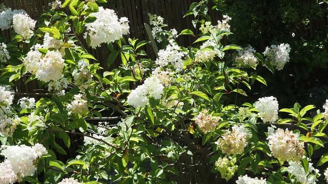 (Hydrangea paniculata) Arbuste rameux et gracieux d'hortensia panicul&eacute; aux larges panicules de fleurs blanc ivoire et ros&acirc;tre, feuillage vert et tiges rouges se pliant dans le vent