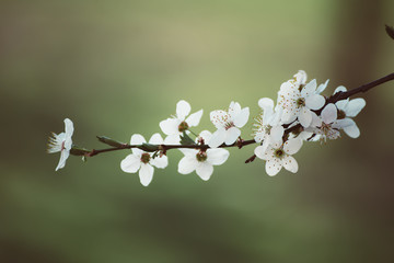 Obraz na płótnie Canvas Plum spring flowers