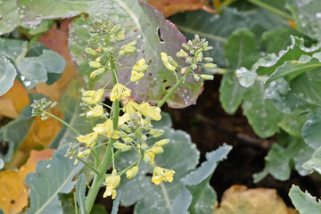 Cauliflower flower inflorescence close up