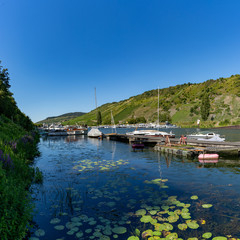 Obraz premium harbor in the Mosel River at Enkirch with vineyards in the hills behind