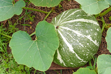 Side view of a pumpkin Bush after a night of rain close-up.