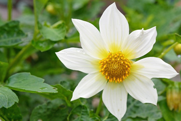 Garden flower with eight white petals close up