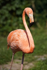 Profile of a pink flamingo bird standing on the grass on dark green background. Close up of a pink flamingo.