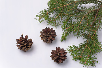 Top view of pine cones and a spruce branch on a white background close up