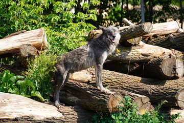 Black timber wolf on a Montana ridge.