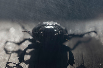 close-up of a large brown beetle with horns, on a wooden background, in the rain.