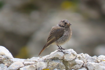 Black redstart (Phoenicurus ochruros) sitting on rock wall with blurry rocky background