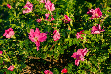 Blossoming dogrose flowers in the summer garden