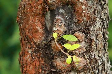 sprout on an old tree