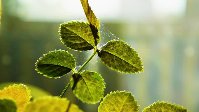 Microscopic spider mites quickly move along the cobweb entangling the leaves of a house indoor plant. The rose leaf dries up and dies, pests destroy domestic plants. Macro, close-up. Selective focus.