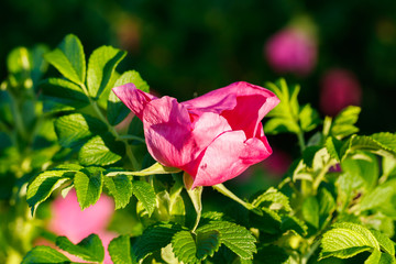 Blossoming dogrose flowers in the summer garden