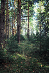 Bright spring greens at dawn in the forest. Nature comes to life in early spring.
