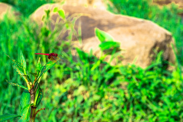 Obraz premium beautiful reb dragon fly isolated in green nature background.