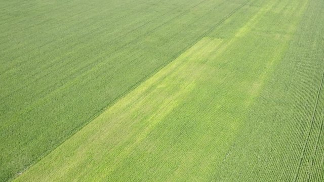 Fresh meadow herb texture. Aerial landscape with agricultural lawn. Top view from drone of the green country field. Natural grass as the pattern background.