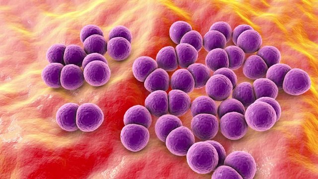 Bacteria Streptococcus pneumoniae, also known as pneumococci, 3D animation. Gram-positive diplococci, the causative agent of pneumonia