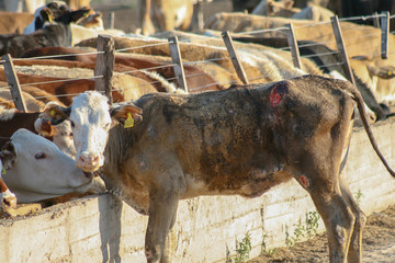 Injured cow on the edge of the corral. 