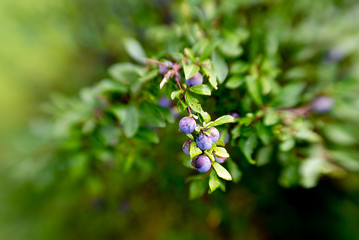 bleu berries, selective focus, made with special effects lens