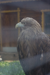 St. Petersburg. Cities of Russia. Petersburg Zoo. Summer in St. Petersburg. Travel across Russia.