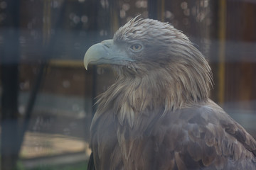 St. Petersburg. Cities of Russia. Petersburg Zoo. Summer in St. Petersburg. Travel across Russia.