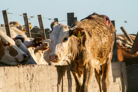 Injured cow on the edge of the corral. 