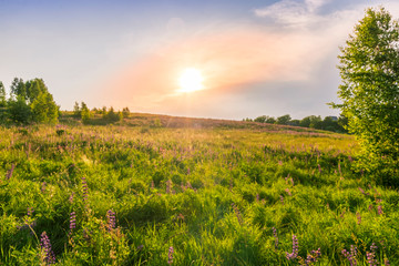 Scenic view at beautiful spring sunset in a green shiny flower hill with green grass and golden sun rays, deep blue cloudy sky , trees spring valley landscape