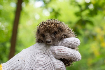 holds a small hedgehog in gloves. On a green bokeh background. Wildlife, spiny thorns of a hedgehog in the hands of a guy, holding him in gloves