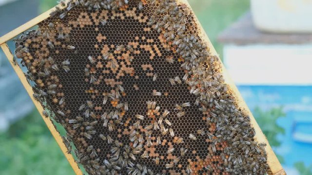 The beekeeper opens the hive, the bees checks, checks honey. Beekeeper exploring honeycomb.