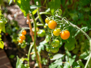 Young tomatotes in garden, blowing in the breeze