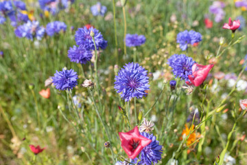 wild flowers grown as border plants natural spring bloom colourful flowers