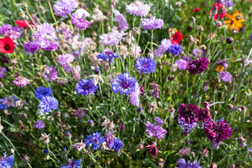 wild flowers grown as border plants natural spring bloom colourful flowers