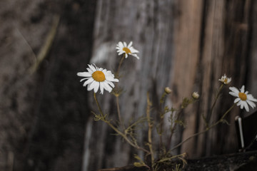 daisies on a wooden fence