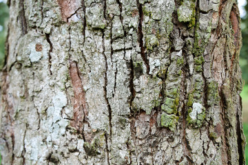 Textured background of tree's bark with moss covered. Copy space for nature and environment. green covered moss on bark of tree trunk.