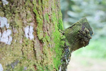Textured background of tree's bark with moss covered. Copy space for nature and environment. green covered moss on bark of tree trunk.