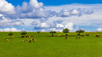 Fototapeta premium cows on a meadow