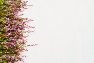 Pink Common Heather flowers bouquet on white background. Copy space, top view - obrazy, fototapety, plakaty