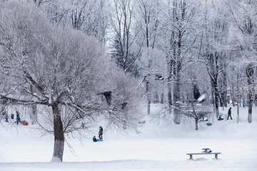 Winter forest landscape. Tall trees under snow cover. January frosty day in the park.