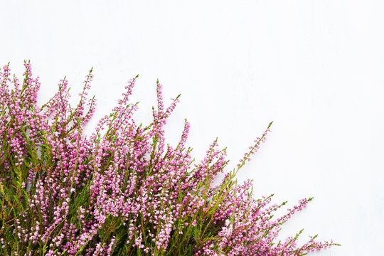 Pink Common Heather flowers bouquet on white background. Copy space, top view. Flat lay