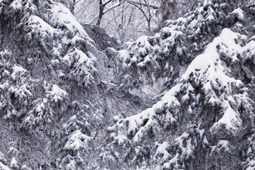 Winter forest landscape. Tall trees under snow cover. January frosty day in the park.