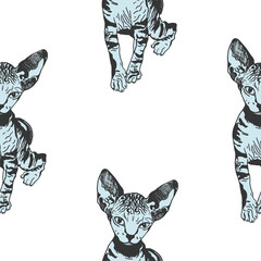 Fototapeta na wymiar Sphinx kittens. The cat is spotty. Striped. Black and white sketch. graphics. Prints for clothes, T-shirts. Vector