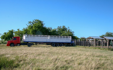 Fototapeta na wymiar Truck that transports cattle unloading on the farm