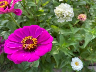 Obraz premium Bright Pink Zinnia Closeup