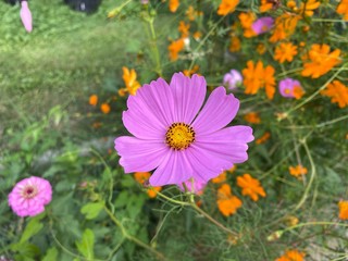Fototapeta premium Pink and Orange Flowers