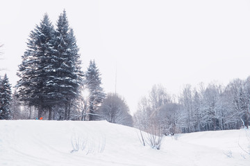 Winter forest landscape. Tall trees under snow cover. January frosty day in the park.