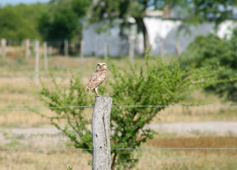 Owl looking at camera posing in a fence
