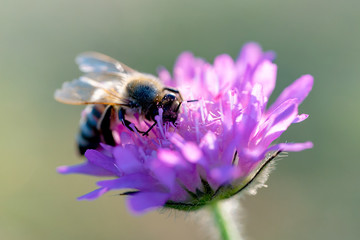 honeybee drinking nectar from a lilac flower macro