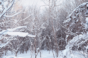 Winter forest landscape. Tall trees under snow cover. January frosty day in the park.