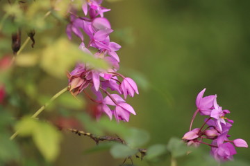 purple flowers in the garden