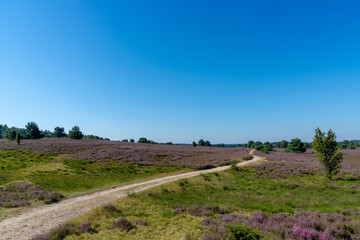 trail leading through purple heath landscape under a blue sky