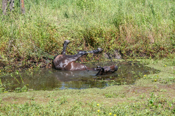Horse fell into a stream.