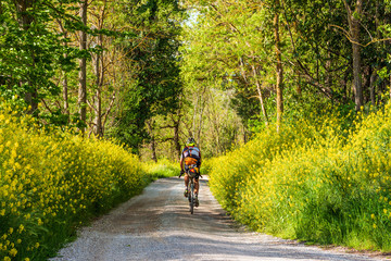 a vintage cyclist runs through the Monte Sante Marie country road between Asciano and Siena bordered with a beautiful wild rapeseed vegetation